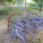 Rozi Garden Vendeghaz Badacsony בית הארחה
