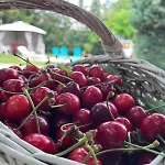 בית הארחה Rozi Garden Vendeghaz Badacsony בדקסוניטומאי