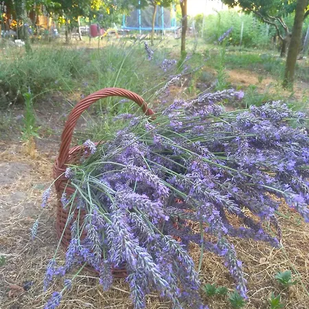 Rozi Garden Vendeghaz Badacsony Konukevi
