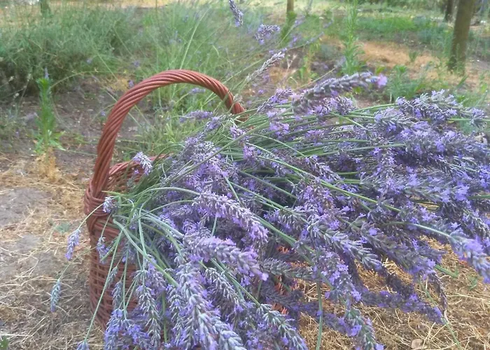 Rozi Garden Vendeghaz Badacsony 招待所